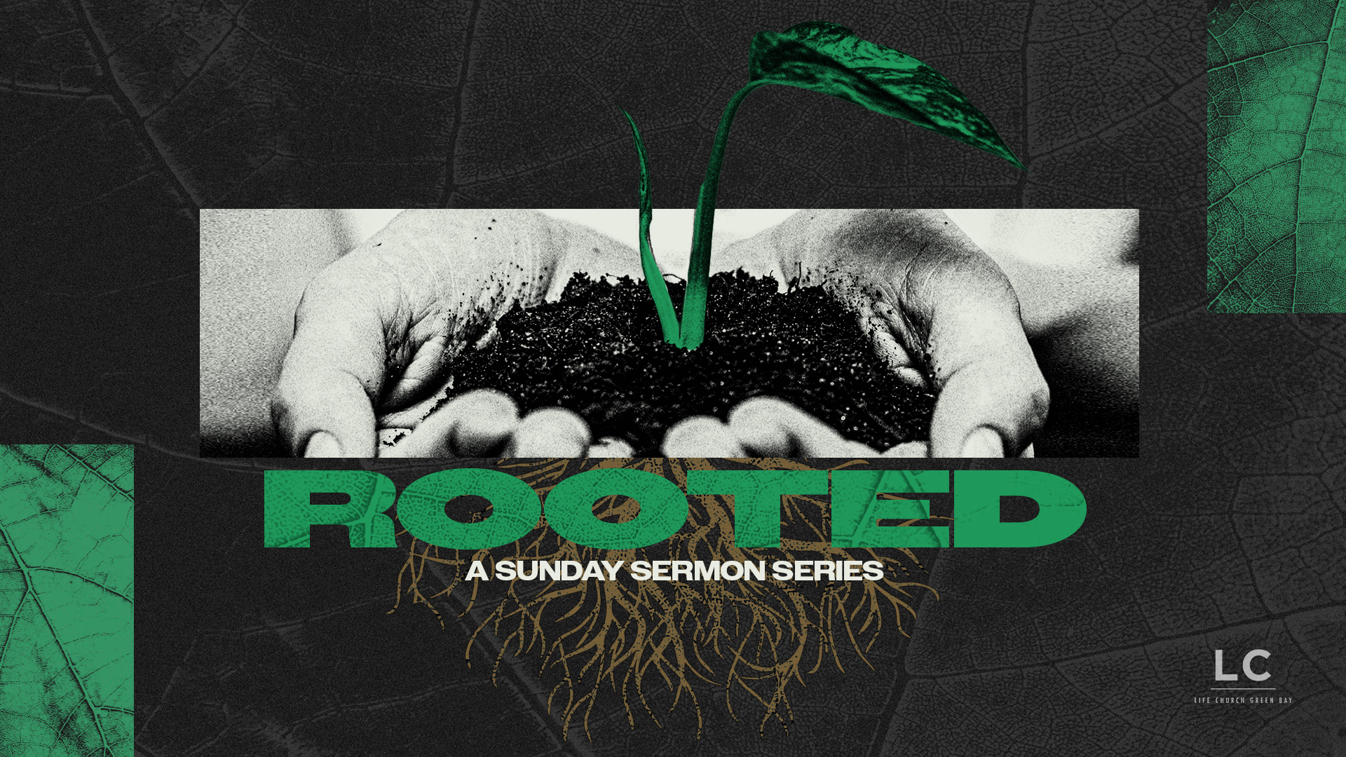 Rooted Series Graphic